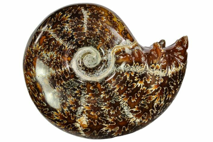 Polished, Agatized Ammonite (Cleoniceras) - Madagascar #110517